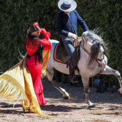 Flamenco Show
