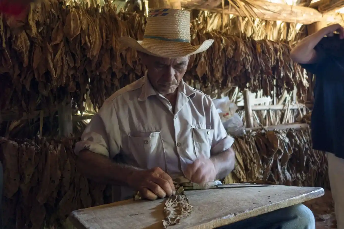 Cigar roller hand-making a cigar at an event